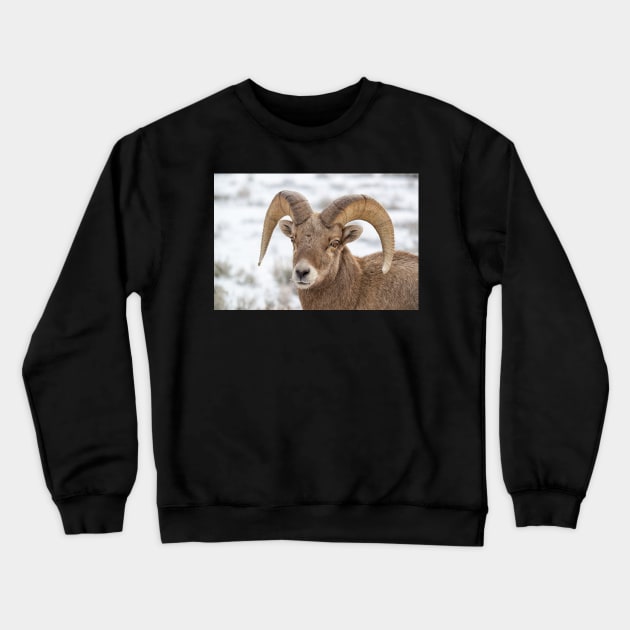 Big Horn Sheep Crewneck Sweatshirt by StacyWhite